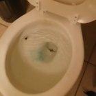 Dawn dawn... dawn dawn... dawn dawn...