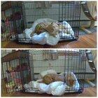 Videos taken on different days. Cats are such creatures of habit.