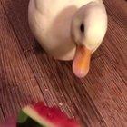 Mine mine mine! 🦆❤️ 🍉