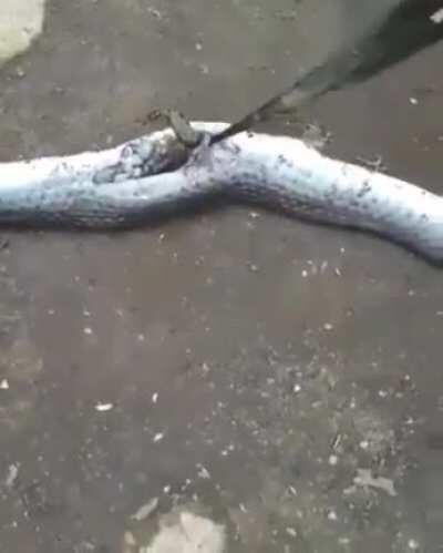 Cutting open a snake