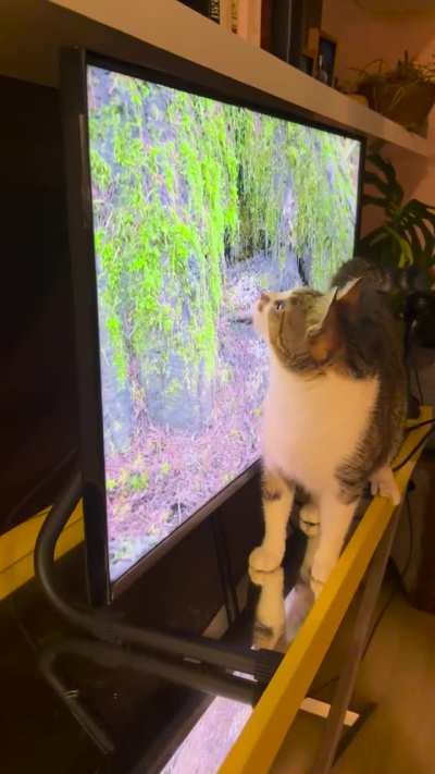 Went to work and left Cat TV for the kids to watch. Came home to this