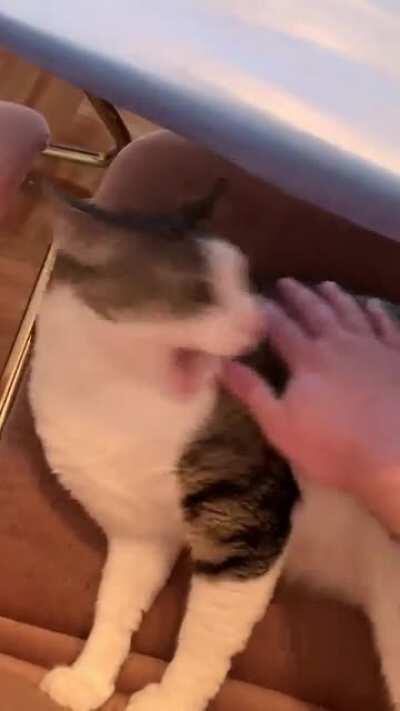 Maximum petting limit has been breached