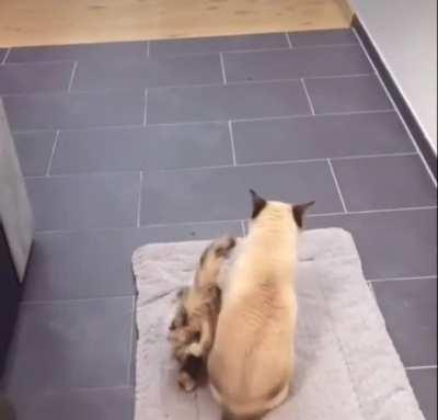 Life With Big Sister’s Little Shadow