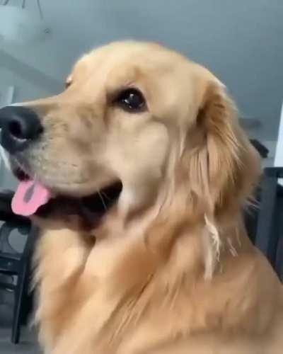 Good boy politely hints at more Scritches