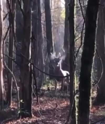 🔥 The forest king has arrived