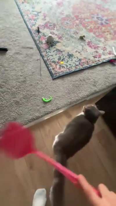 cat begging for a drum solo