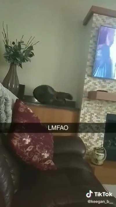 Cat enters nice jug and total destruction occurs