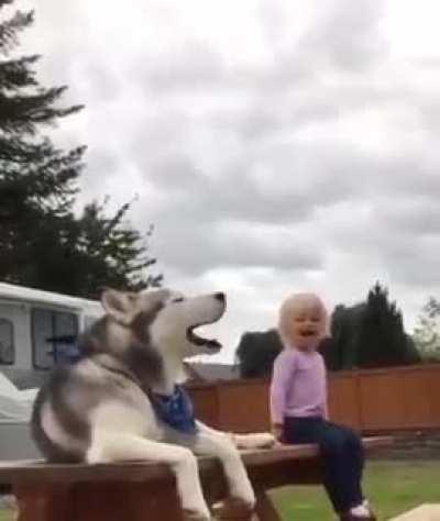 husky's imitating a child😂😂