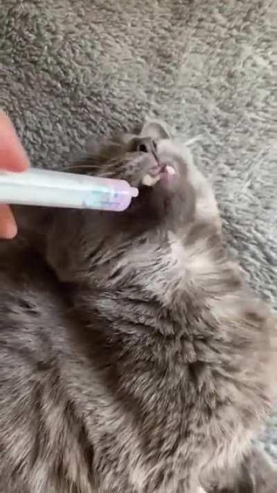 Kitty knows the drill..