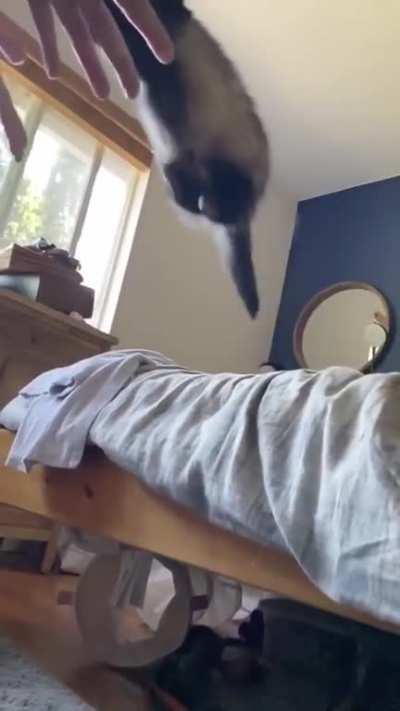 One of our four is a strong jumper and will leap at you if you are close