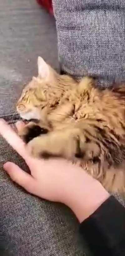 Adopted our first cat today and she won't let go of my hand!