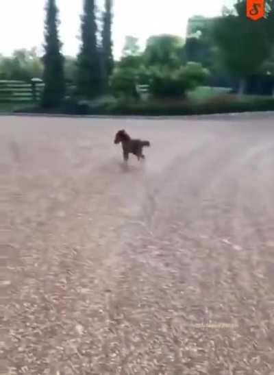 Absolutely illegal, this level of tiny and adorable is simply not allowed!