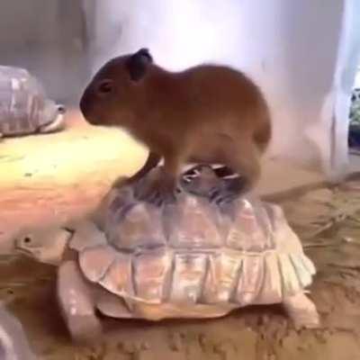Capy love to ride with tortoise