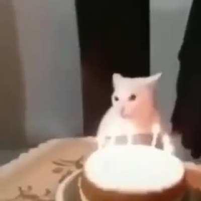 cats r goofy animals