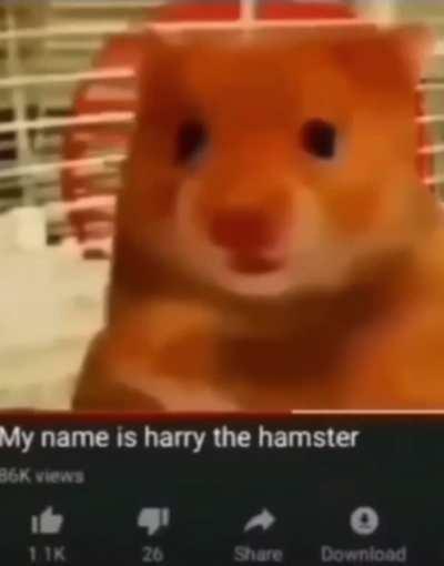 Harry The Hamster