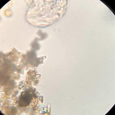 Let me just focus in on this cute little guy and...