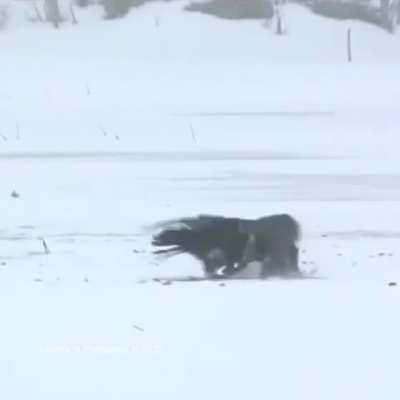 Black Grouse rips the head of a rival during the mating season