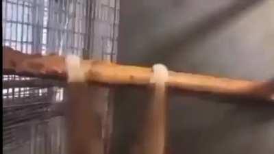 MORE MONKE 😈😈😱😎