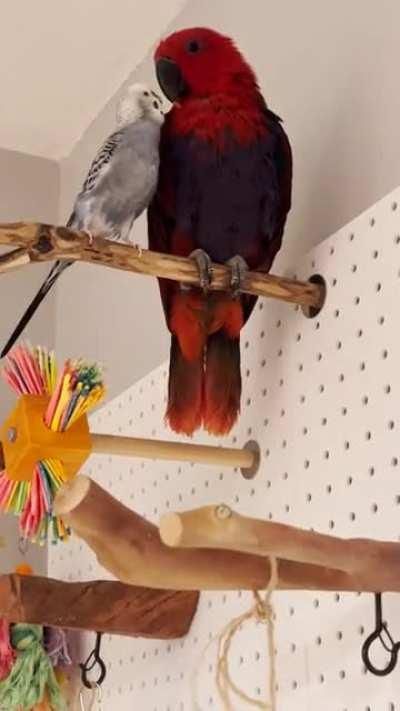 Louie the budgie charming my eclectus 😂