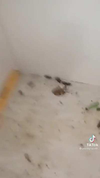 This where the doboys live at?????