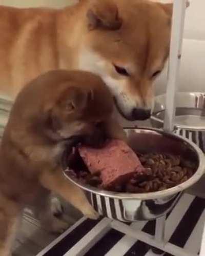 Greedy pup doesn't wanna share food with Mom