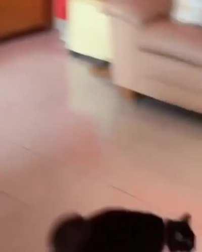 Don't mind if I do, human.