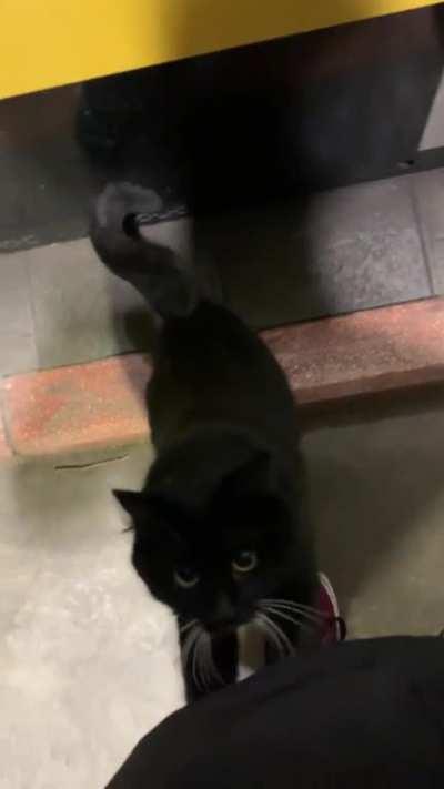 Made a new friend today while filling up gas