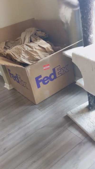 moose (my cat) vs laser