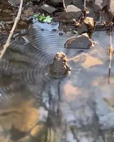 От пения лягушки по воде пошли волны. Звук!