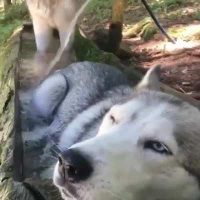 Exhausted moonmoon cooling off