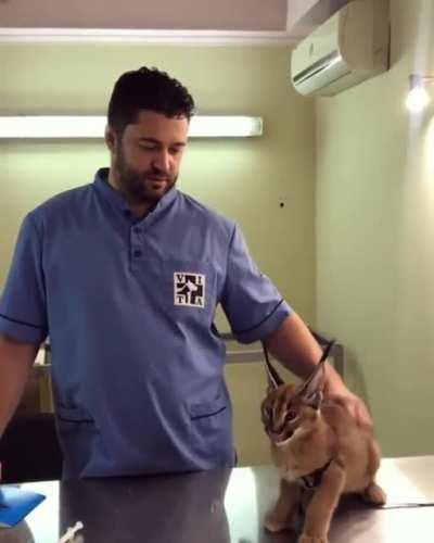 Floppa, you're under arrest!