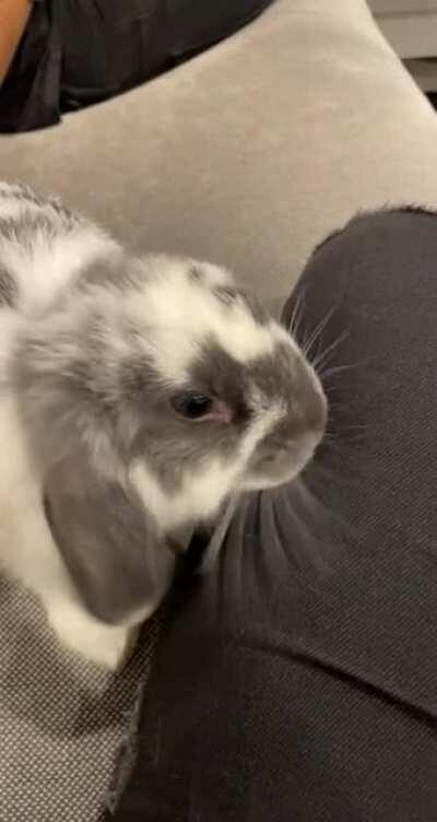 Lots of love today from lil Gray 💜