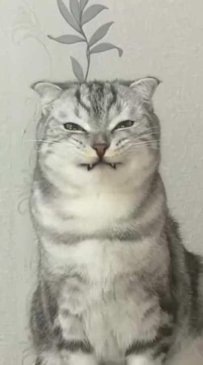 Kitty tries her best to smile. :)