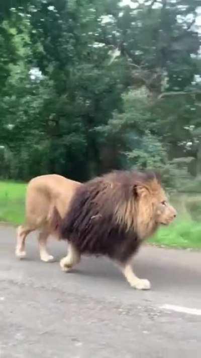 This majestic unit.