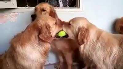 That Tennis Ball Belongs To One Of Those Dogs...Not Sure Which One.