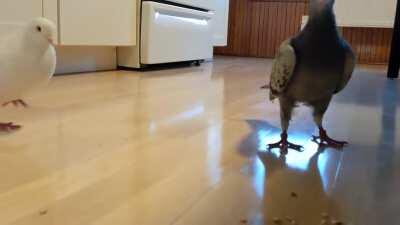 My birds being dicks to each other