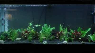 Freshwater tank is finally planted