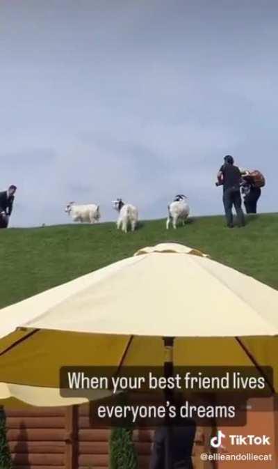 WEDDING IDEAS - Al Johnson's Swedish Restaurant Sisters Bay WI (aka goats on a roof).