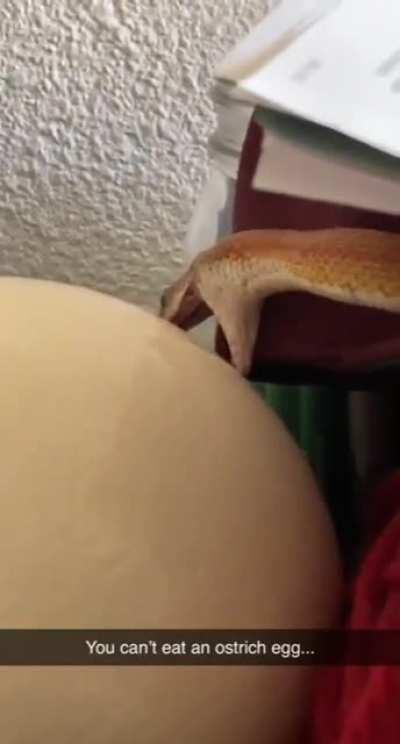 You cannot eat ostrich egg little snek
