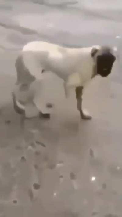 dog with in a bounce and down mode