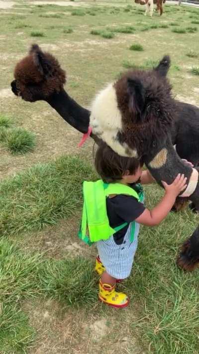 Kid gets the cutest cuddle from an alpaca