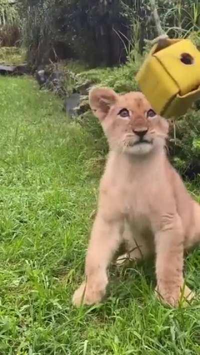 What a beautiful face🐾