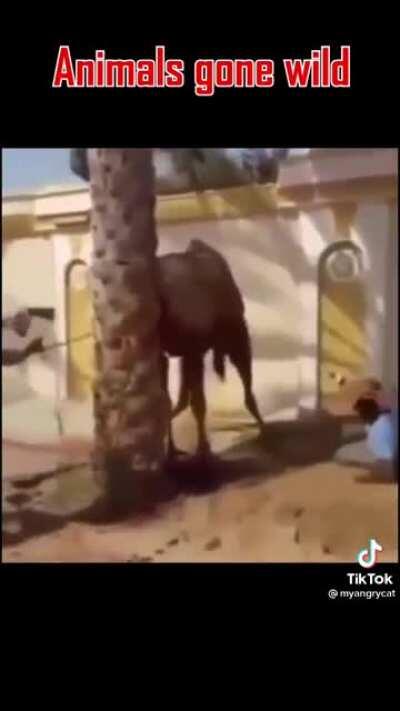 Here is a quick 3, the camel cracks me up