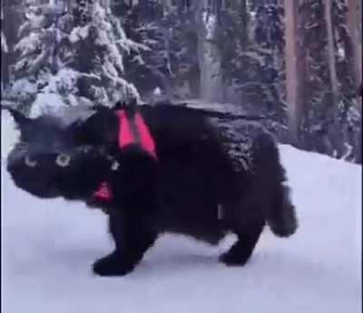 No my cat, but you all deserve to see him too