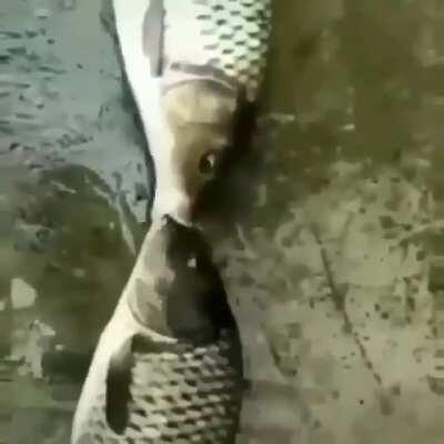 Amor amoroso sin tener s orson