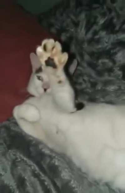 Blursed Cat, something ain't right
