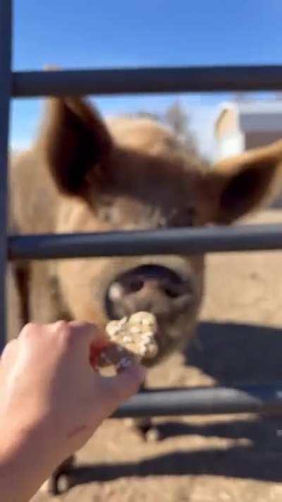 Making Christmas cookies for the pigs at Farm Animal Refuge in California