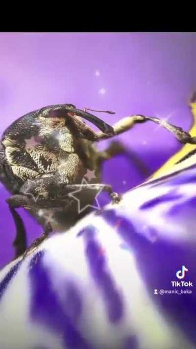 My Weevil video I made on Tik Tok