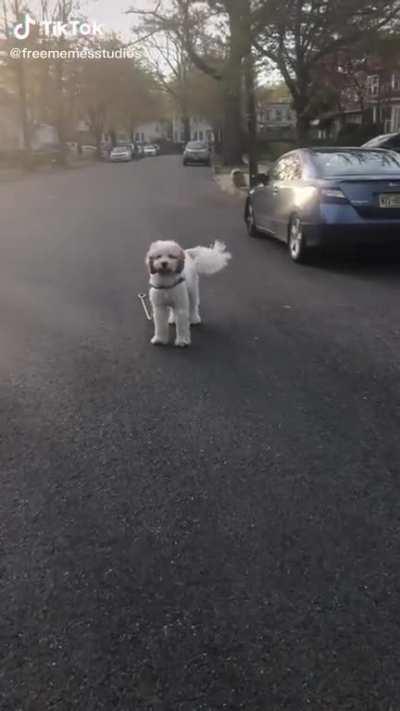 Das a cute dawg does he bite?