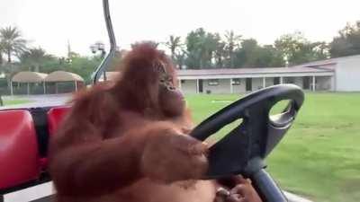 Pictured: me driving my jeep